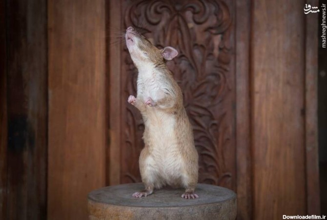 اعتراض منحصر بفرد یک بازیگر تئاتر به موش‌های غول‌پیکر ...