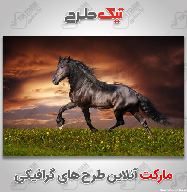 عکس با کیفیت اسب مشکی در طبیعت | تیک طرح مرجع گرافیک ایران