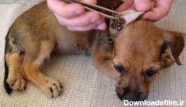 کک وکنه سگ -راه های درمانی برای از بین بردن انگل خارجی در سگها