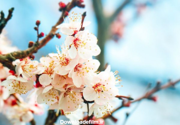 دانلود عکس با کیفیت از درخت زردآلو با شکوفه های بهاری زیبا - GFXtreme