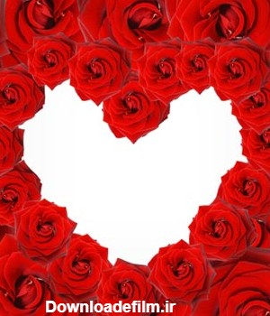عکس رز های قرمز چیده شده در کنار هم به شکل یک قلب