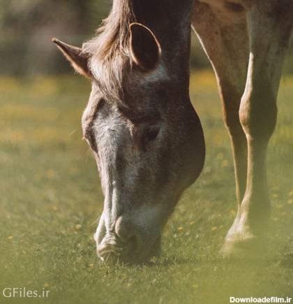 عکس با کیفیت اسب در طبیعت در حال علف خوردن با پسوند jpg