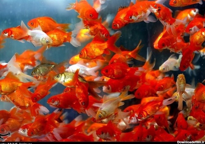 عکس ماهی عید زیبا