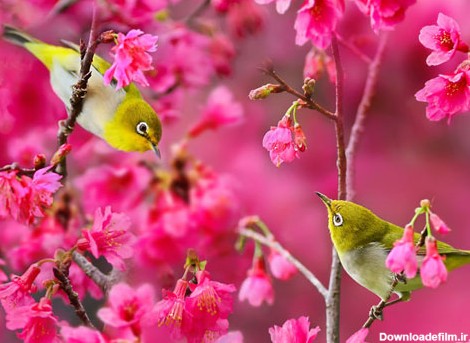 بایگانی‌های عکس های بسیار زیبا از فصل بهار - کامل (مولیزی)