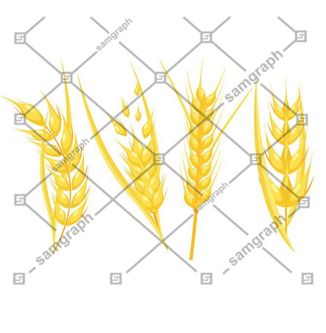 wheat flower icons bright golden dynamic design 1 1 وکتور نمادگرایی ماه های تولد - عناصر