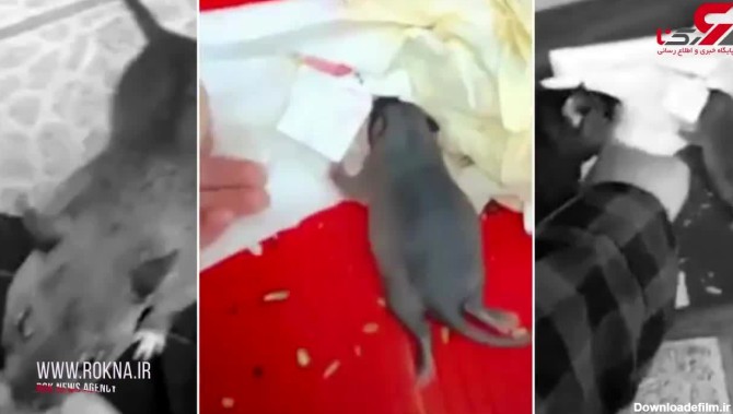 موش غول پیکر برای نجات بچه اش از یک انسان کمک خواست!+فیلم