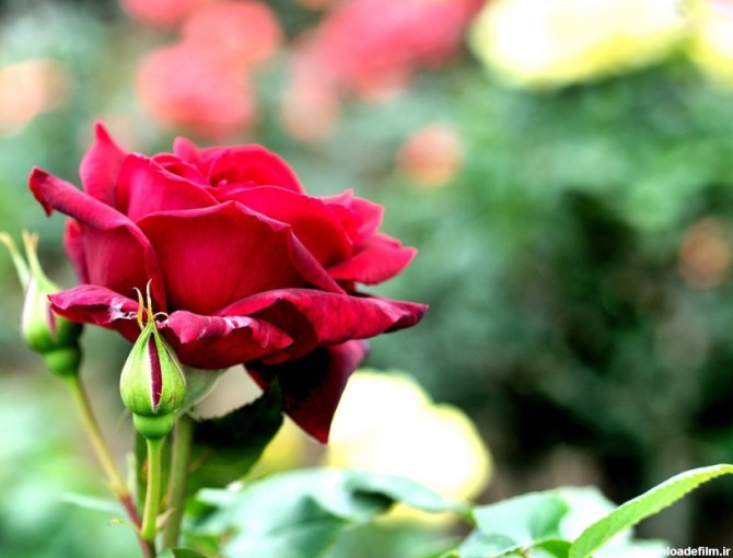 Ugalo Rose Plant Price in India - Buy Ugalo Rose Plant online at ...