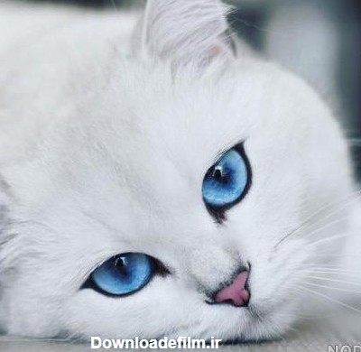 عکس گربه چشم آبی - عکس نودی