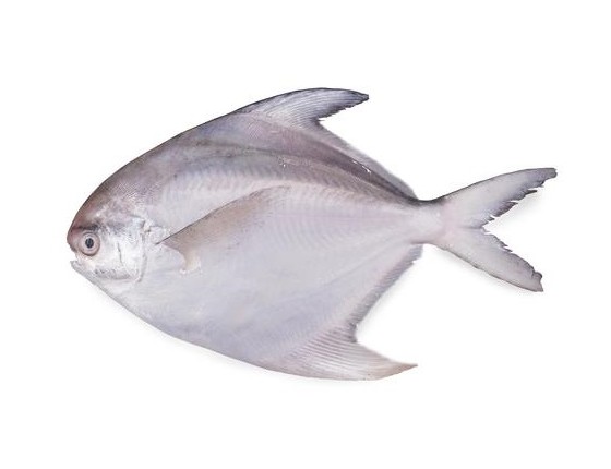 ماهی حلوا سفید متوسط | ماهی فروش