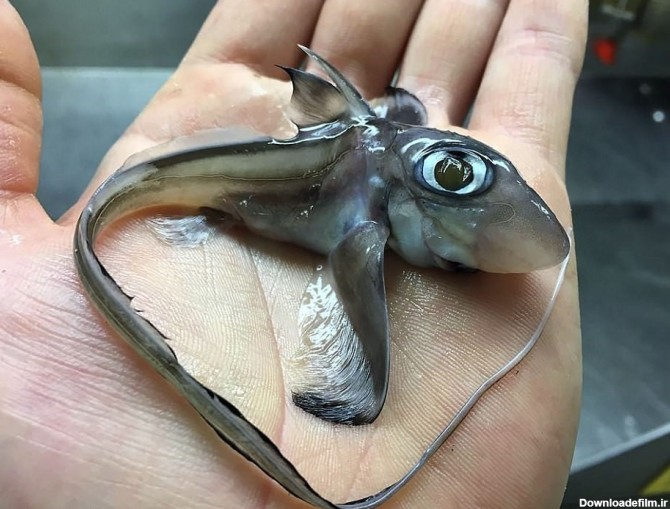 عکس ماهی عجیب غریب
