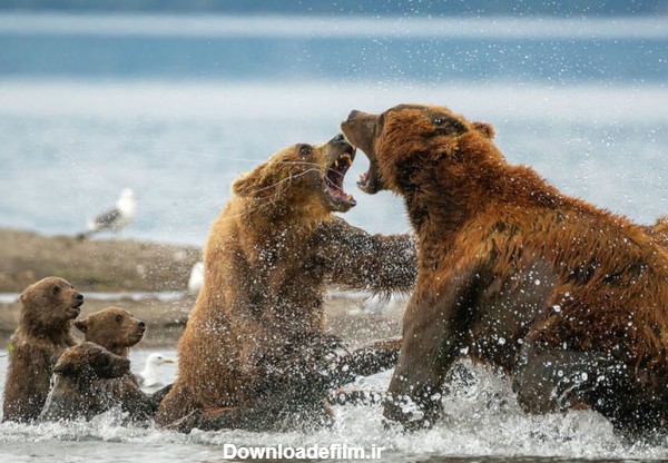 عکس / جنگ خرس ها در طبیعت روسیه