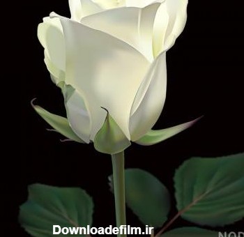 عکس گل رز سفید عاشقانه - عکس نودی