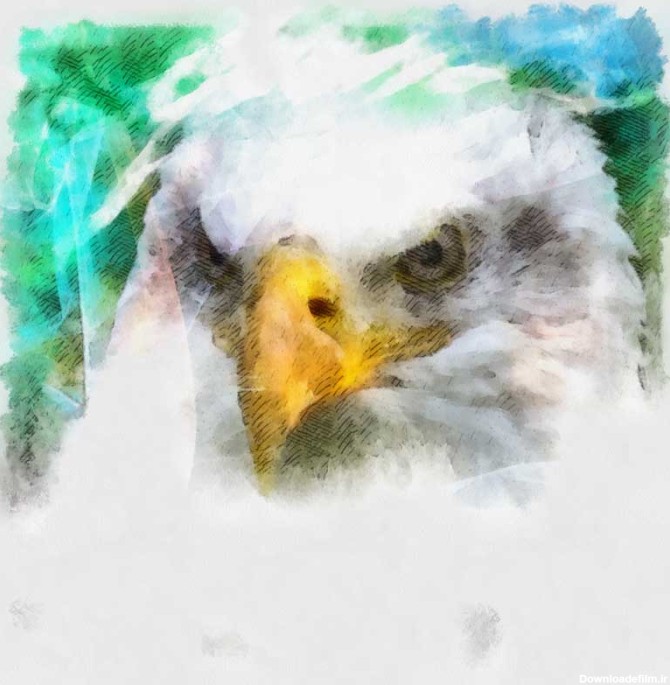 دانلود تصویر نقاشی عقاب سر سفید | تیک طرح مرجع گرافیک ایران