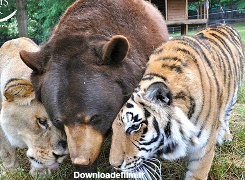 عکس: دوستی عجیب شیر، خرس و ببر