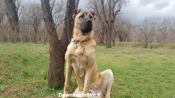 عکس سگ ایرانی