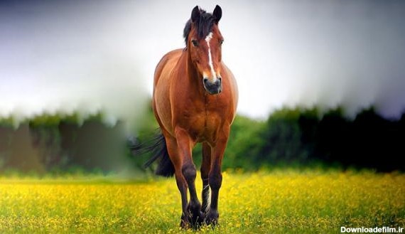 16 عکس اسب وحشی زیبا و بسیار دیدنی برای پروفایل - وبلاگ تجهیزات ...