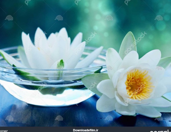 گل نیلوفر آبی سفید 1127407