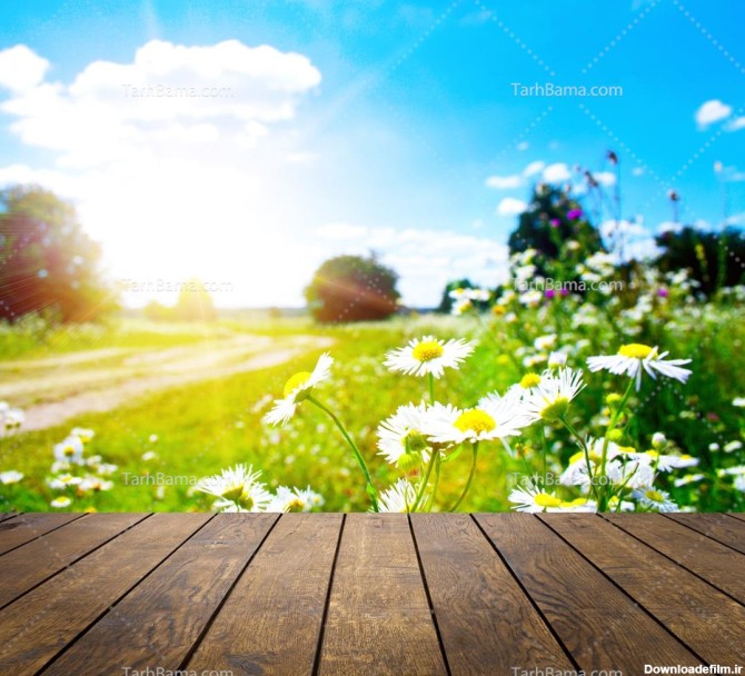عکس با کیفیت طلوع زیبای خورشید پشت گل های بابونه