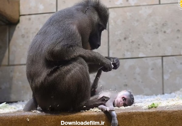 فرارو | (عکس) وداع غم انگیز میمون مادر با نوزاد خود