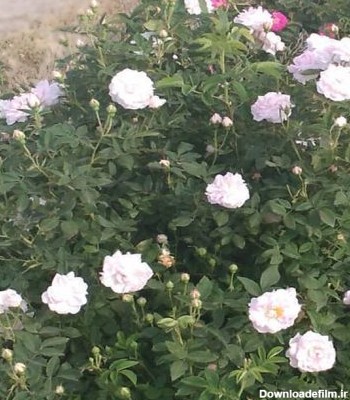 نهال گل محمدی سفید