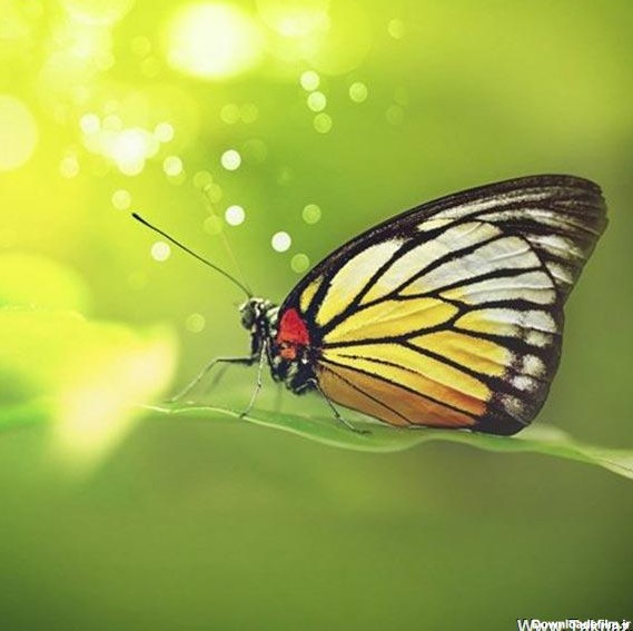 عکس های فوق العاده زیبا از پروانه ها