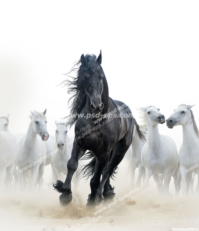 عکس با کیفیت اسب مشکی زیبا با یال مشکی و بلند با زمینه تعدادی اسب ...