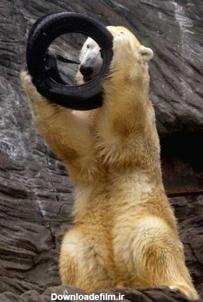 عکس های خنده دار و جالب خرس های قطبی