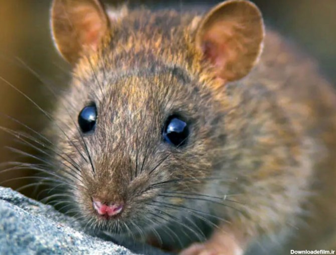 سمپاشی موش - rat killer - شبکه نوین صنعت آکس