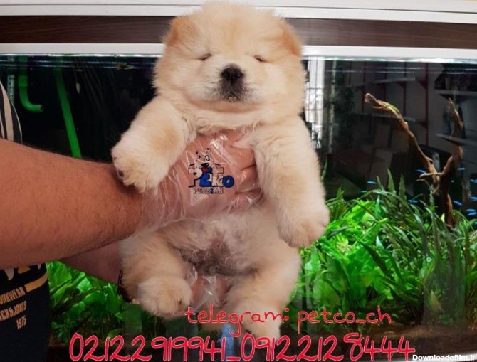 جزییات آگهی فروش سگ چاوچاو مینی پرشین پت کو