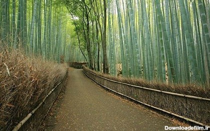 جنگل زیبا و محصور کننده بامبوی ژاپن - چشم انداز