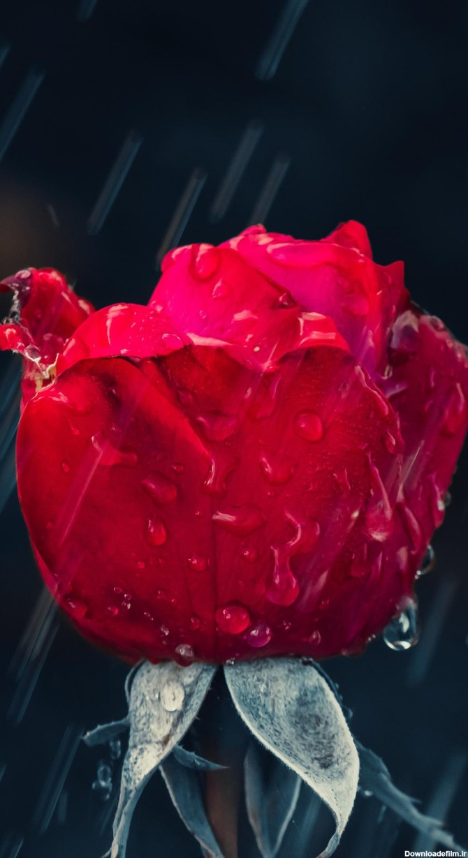عکس زمینه رز قرمز بارون زده زیبا رمانتیک پس زمینه | والپیپر گرام