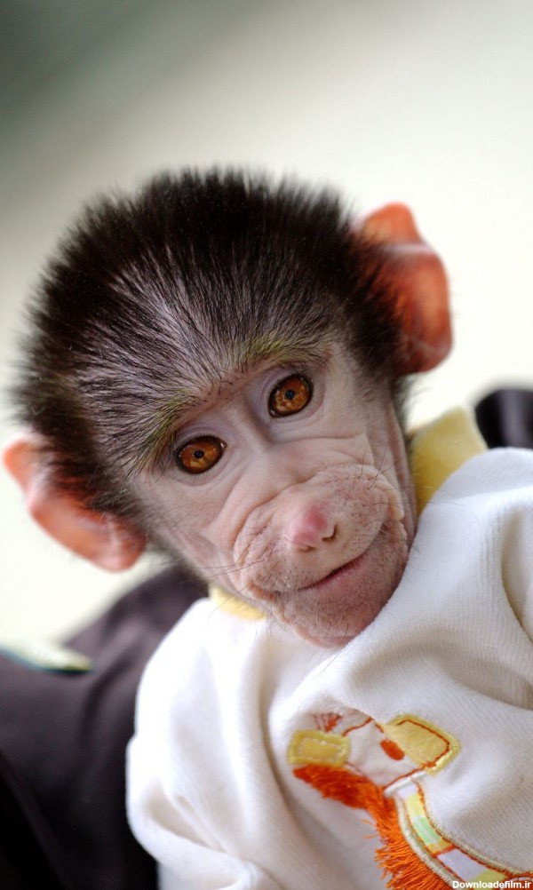 عکس میمون های بامزه و خنده دار