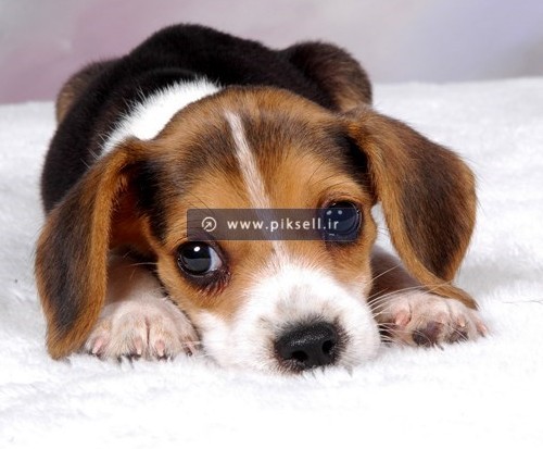 دانلود عکس با کیفیت از خوابیدن توله سگ