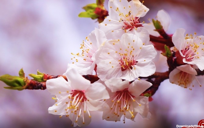 تصاویری زیبا از شکوفه های بهاری درختان