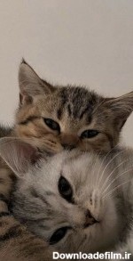 عکس های گربه ی کیوت / بهترین تصاویر گربه ی کیوت [پیشنهادی] | تاوعکس
