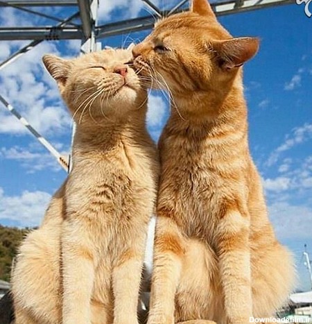 تصاویر زیبای عاشقانه از دنیای گربه‌ها