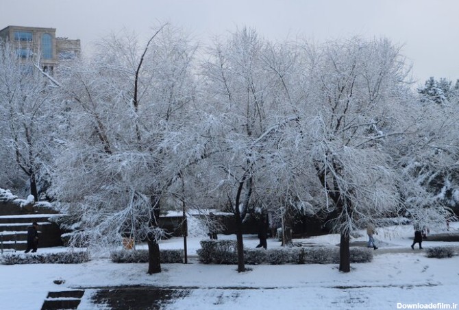 ببینید | پایتخت سفیدپوش شد؛ تصاویری جذاب از بارش برف در تهران