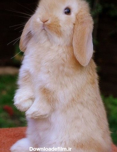 عکس خرگوش مینی لوپ