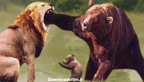 مبارزه سهمگین شیر و خرس گریزلی - مستند حیات وحش
