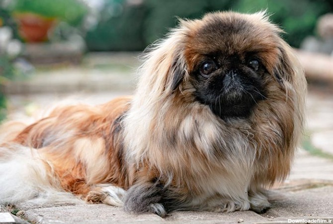 مشخصات کامل، قیمت و خرید نژاد سگ پکینیز (Pekingese) | پت راید