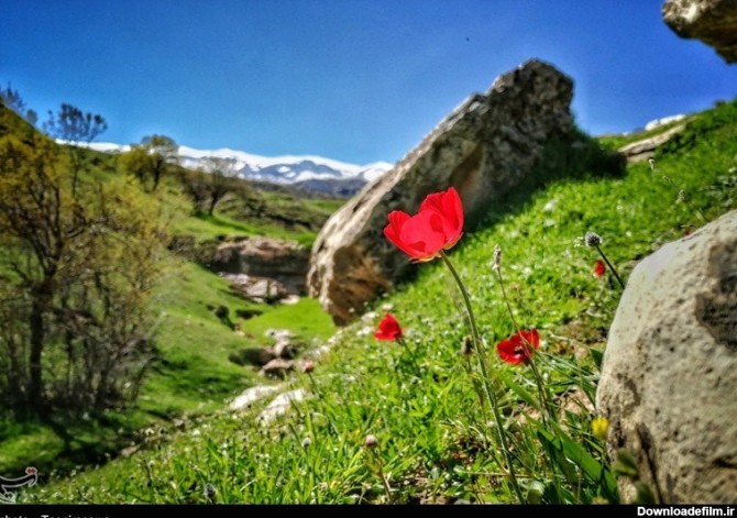 بهار 98| جاذبه های طبیعی استان ایلام به روایت تصویر - تسنیم