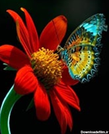 زیباترین پروانه ها