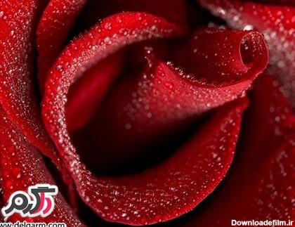 گل رز قرمز عاشقانه 2015 مخملی