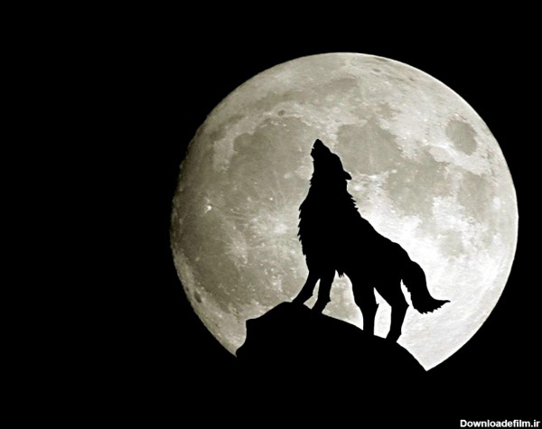 زوزه گرگ در شب مهتابی wolf moon