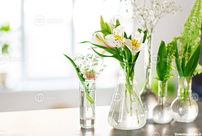 دانلود عکس گل های زیبای بهاری در گلدان با پس زمینه روشن | اوپیک