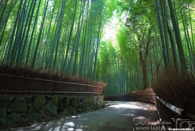 آخرین خبر | عکس/ جنگل های فوق‌العاده زیبای بامبو در ژاپن