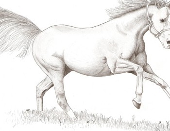 طراحی سیاه قلم اسب horse white black