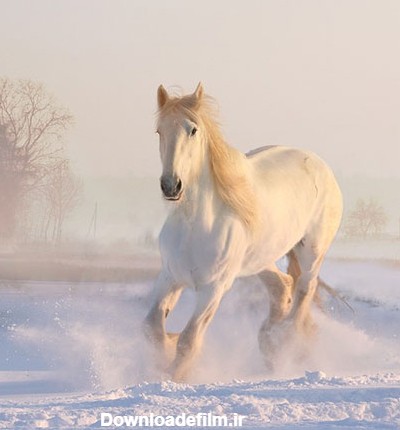 عکس اسب سفید در برف