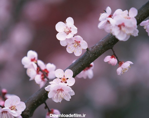 زیباترین تصاویر شکوفه های بهاری شاخه درخت