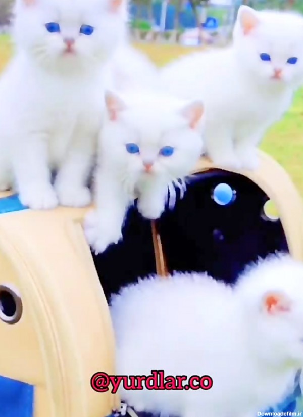 عکس بچه گربه سفید چشم آبی